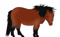 Horse coats