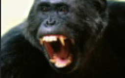 Reis do mundo animal