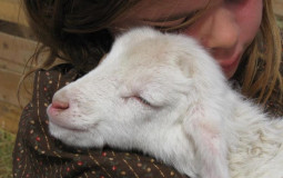 Farm Animals