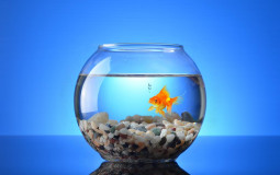 The Fish Bowl