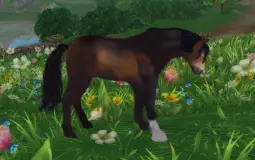 Horses