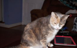 danganropa tier list