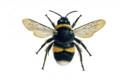 Bee tier list