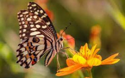 Pollinators