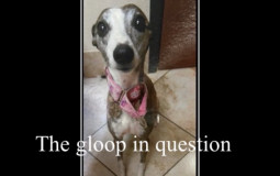 racist dogs