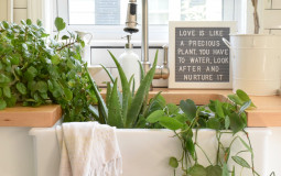 House Plants Ranked