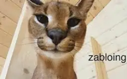 meme cat tierlist