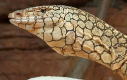 Monitor lizards