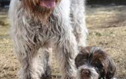 French Dogs