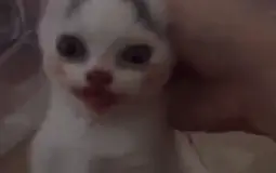 Cat Memesss