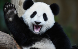 Panda's Monster Tier List