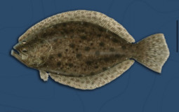Louisiana fish