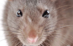 Rat or Noob