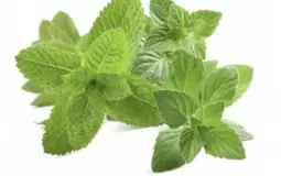 Menta Poleo
