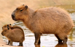 Capybara teeth