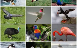 Birds by Taxonomic Order