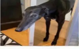 Fart