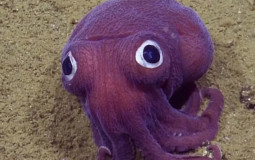 Sea Critters
