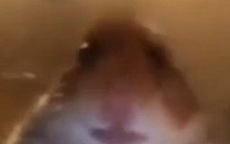 Which Streamers Are Funny?