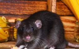 RATS TIERLIST