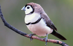 Best Bird Tier list