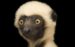 Primates