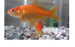 Goldfish breeds