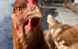 Animaux de la ferme