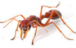 ant species tier list