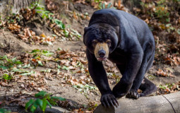 New England Zoos