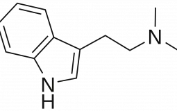 Xxb