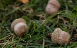 Acorns