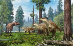 ranking animals
