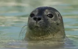 melhores lolas do brasil