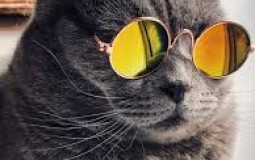 Celui qui meurt en premier dans un film ?