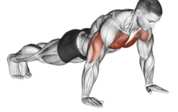 Best Chest Exercises