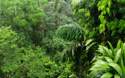 Amazon rainforest tier list