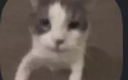 HolyCrabFish & Dusk_Husky Lore