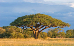 grasslands