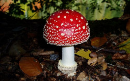 mushrooms