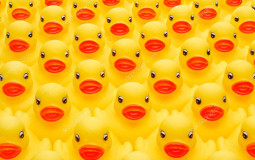 68 of my fucking rubber ducks