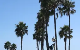 California Flora