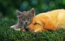 Dreamer - Katzen & Hunde