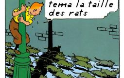 Le classement des rats