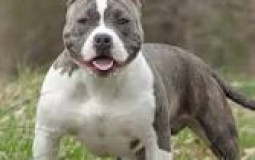 my dog breeds