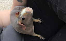Guinea Pig Products