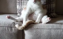 Tech ability