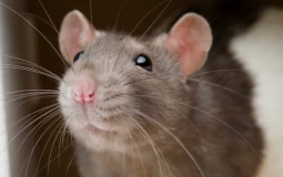 Animal cuteness
