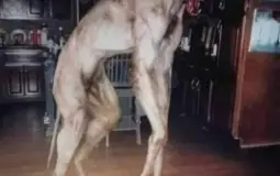 aa