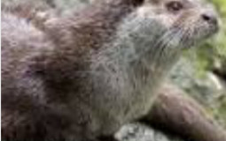 Otters